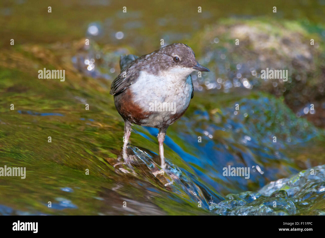 White-throated dipper (Cinclus cinclus), young bird, not yet fully coloured, Germany Stock Photo