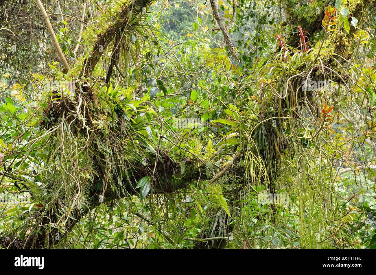 Small biotope with orchids, bromeliads, ferns and tillandsias in a forked branch, rainforest at Cascada de Texolo Stock Photo