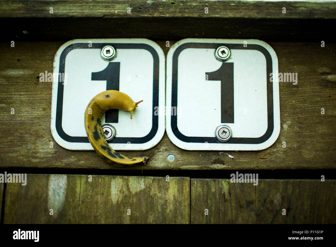 Close up of slug crawling on route sign Stock Photo