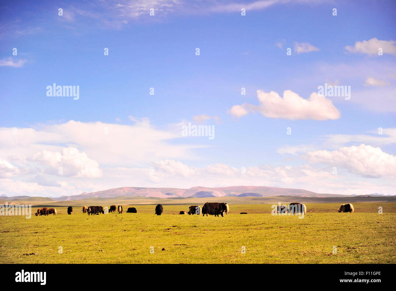 Lhasa. 27th June, 2013. Photo taken on June 27, 2013 shows the scenery of Northern Tibet Grassland, southwest China's Tibet Autonomous Region. Local government has adhered to 'green development' so as to preserve Tibet's environment in the past decades. © Liu Kun/Xinhua/Alamy Live News Stock Photo