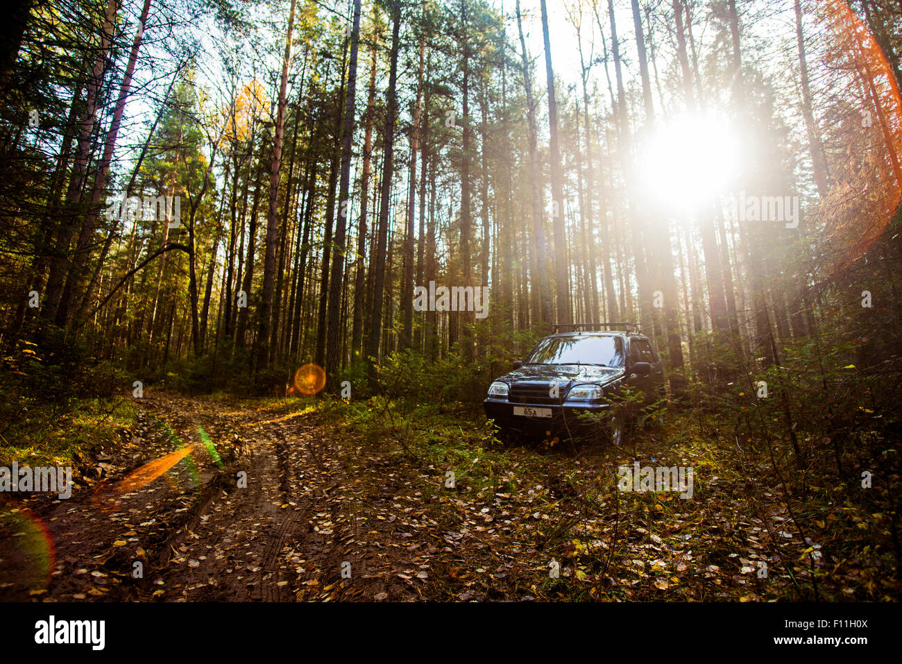 Sports utility vehicle in remote forest Stock Photo