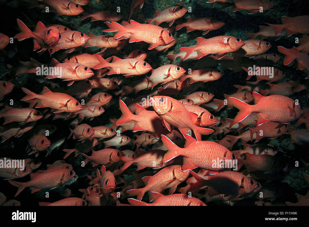 SCHOOL OF SOLDIERFISH WAITING IN UNDERWATER CAVE Stock Photo