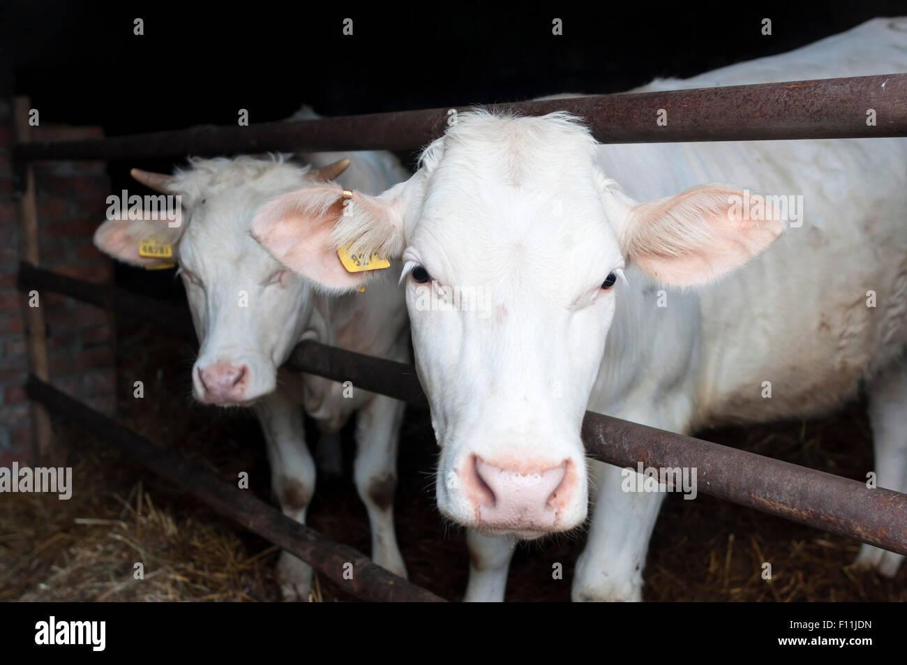 Breed of beef hires stock photography and images Alamy