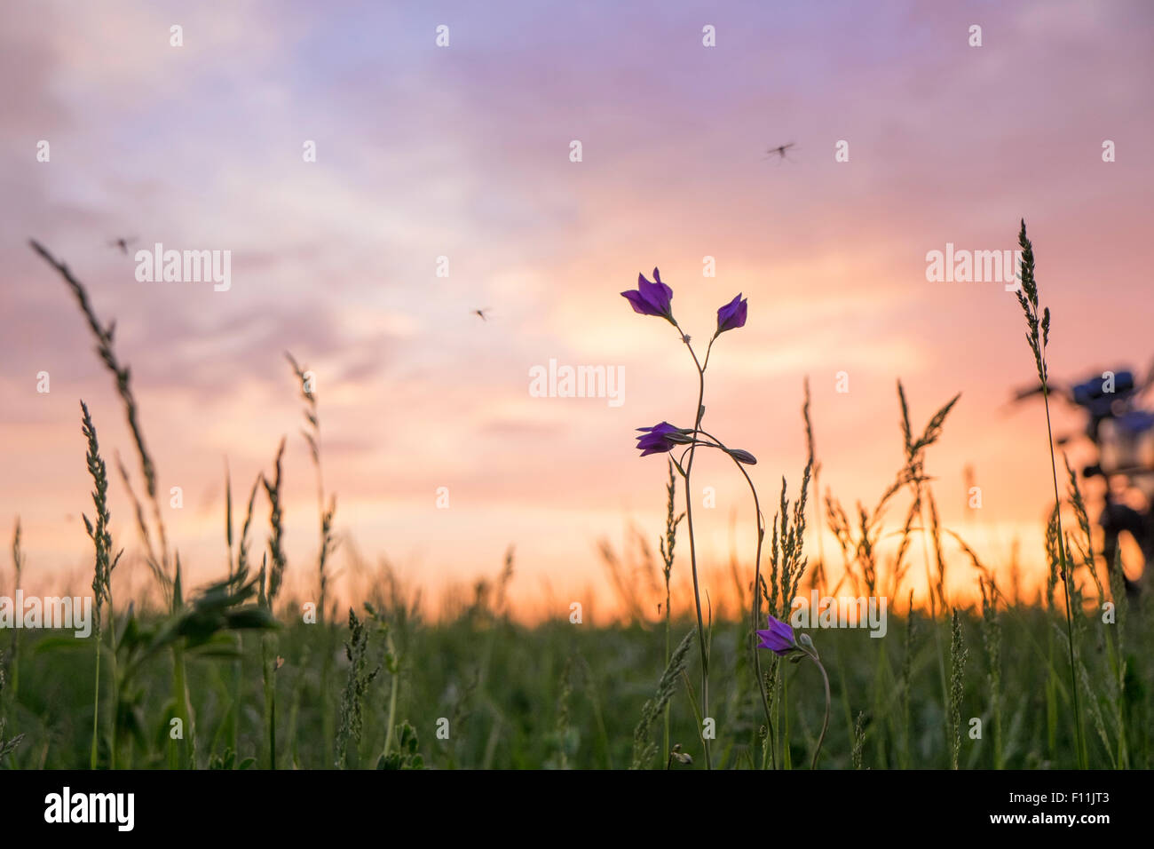 Wildflower Photo | Sunset Photo | Illinois Prairie | Sunset Photography |  Flower Photography | Flower Photograph | Sunset Photograph | Digital