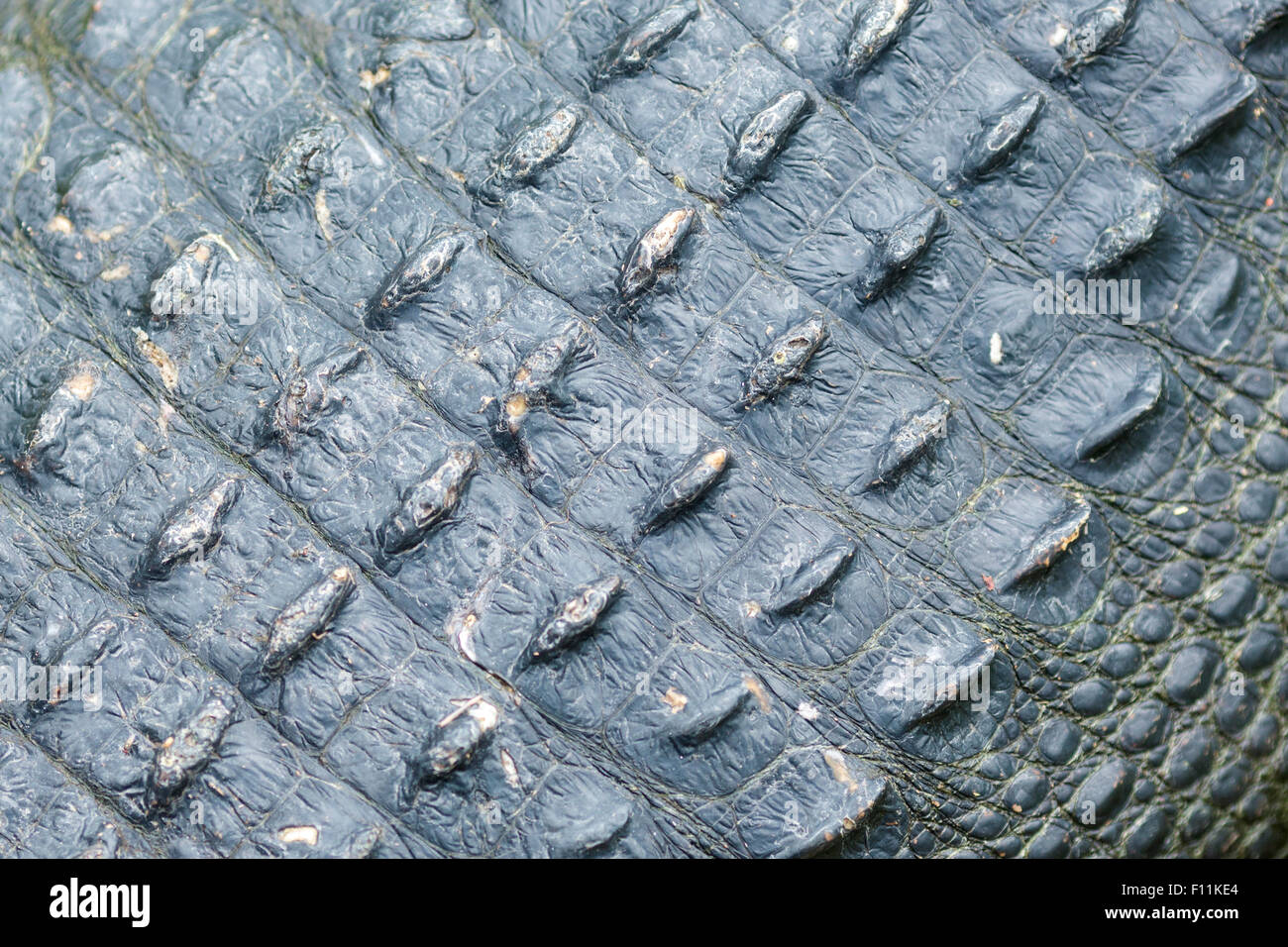 Close up of rough alligator skin Stock Photo Alamy