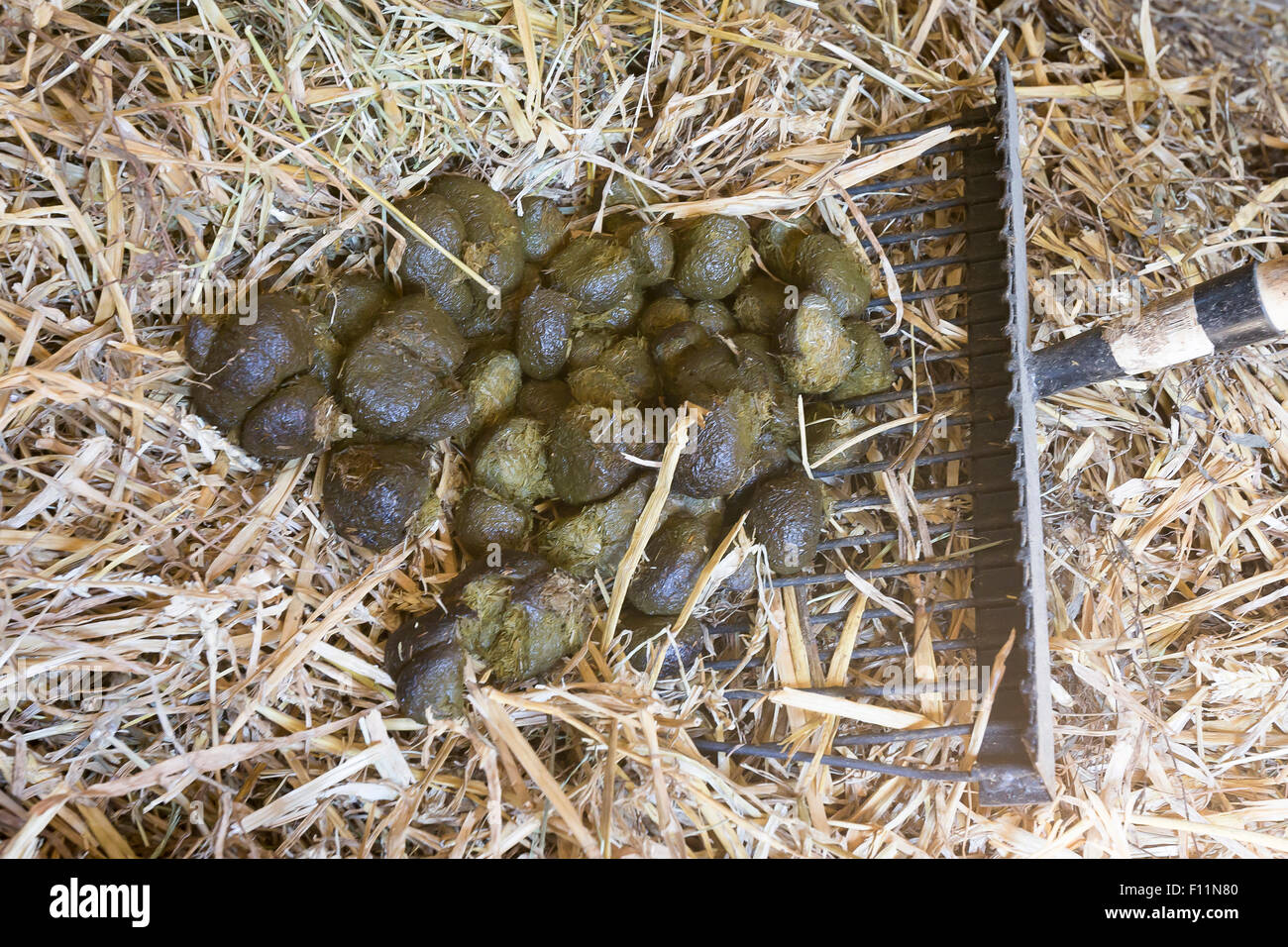 Domestic horse Collecting droppings shavings scoop Stock Photo Alamy