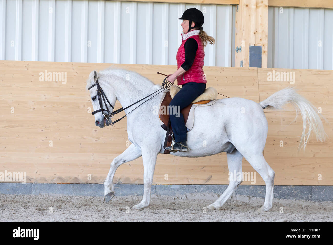German Riding Pony Rider white pony performing counter canter Stock Photo