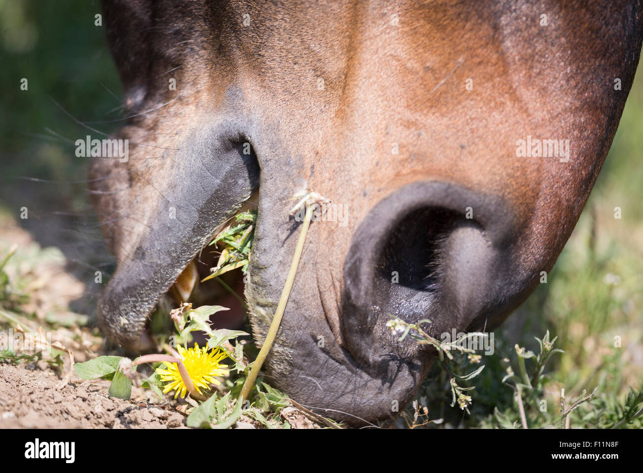 Warmblood Bay horse eating dandelion Stock Photo Alamy
