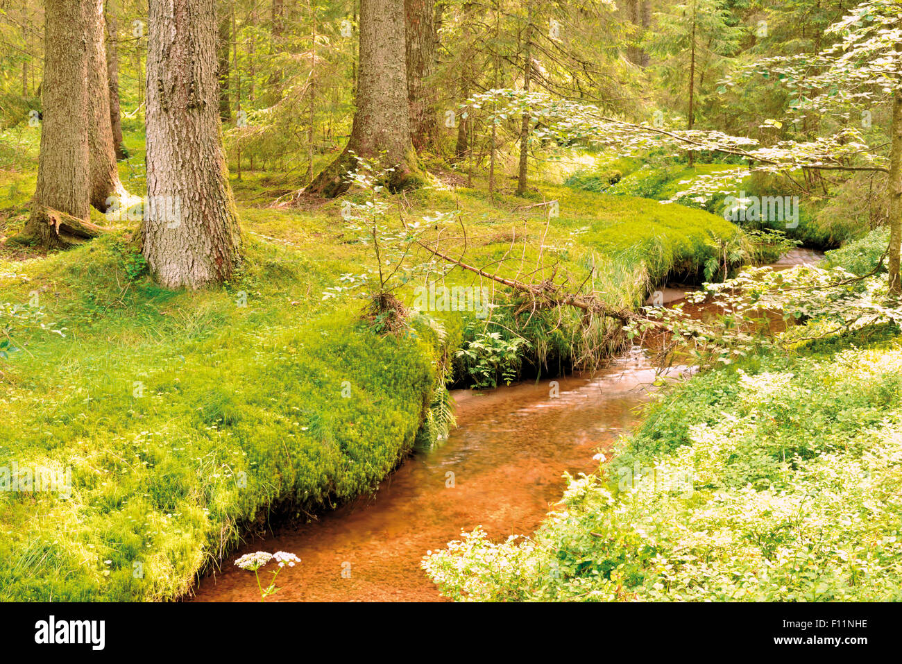 Germany, Black Forest: Forest creek in moss covered 'Taubenmoos' Stock Photo