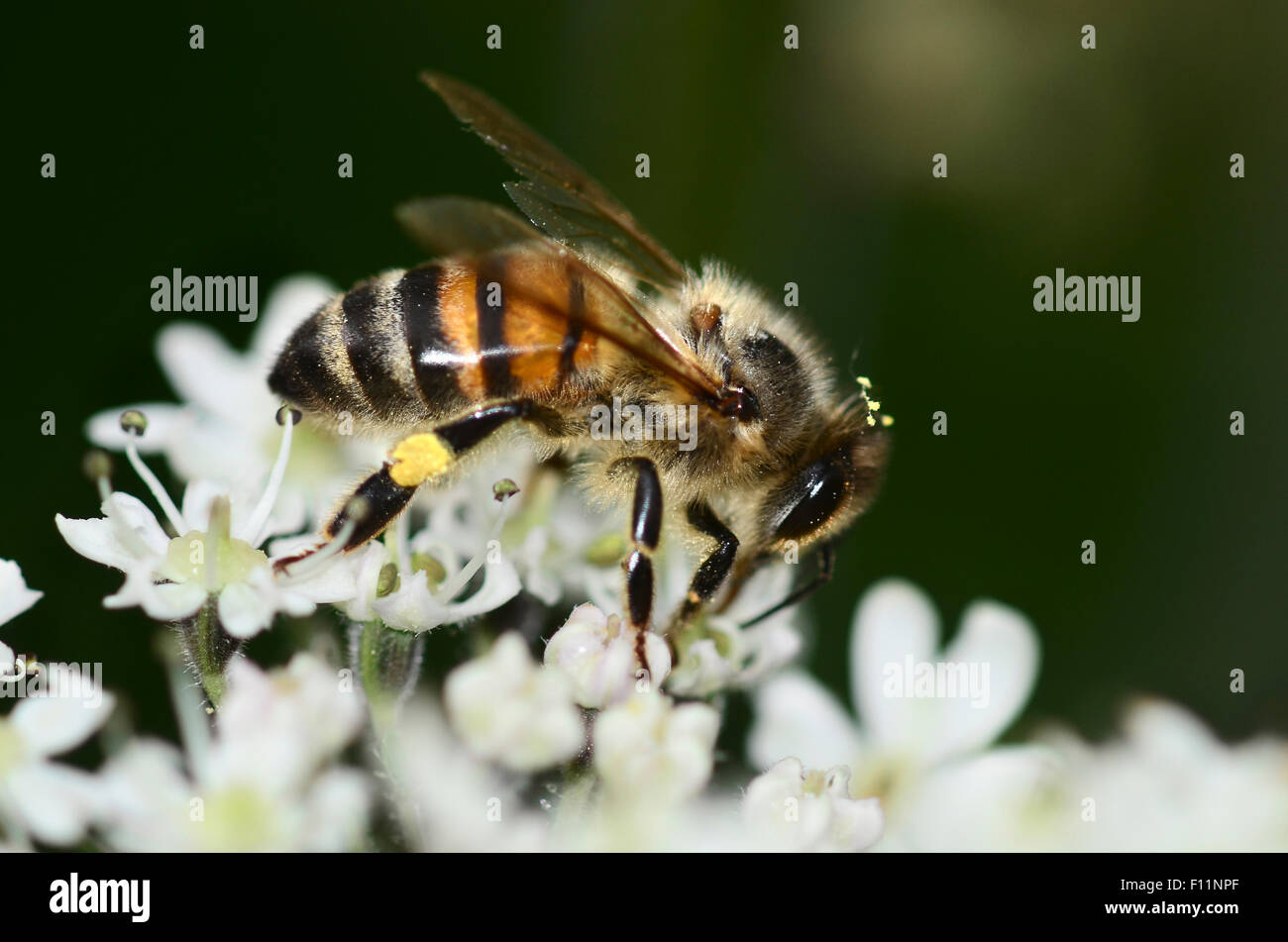 Honey bee on a white flower head UK Stock Photo