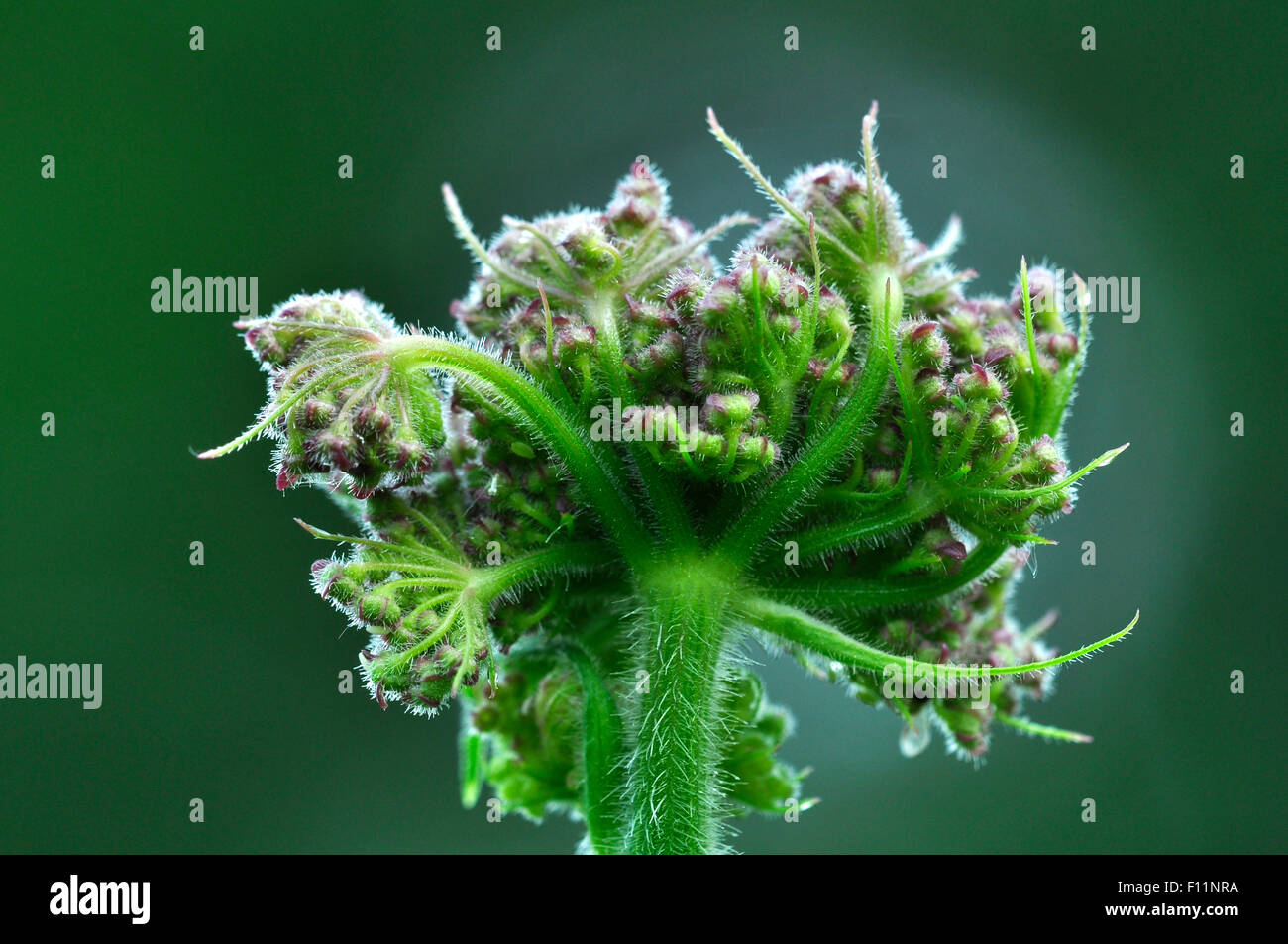 A hogweed flower in its early stages UK Stock Photo