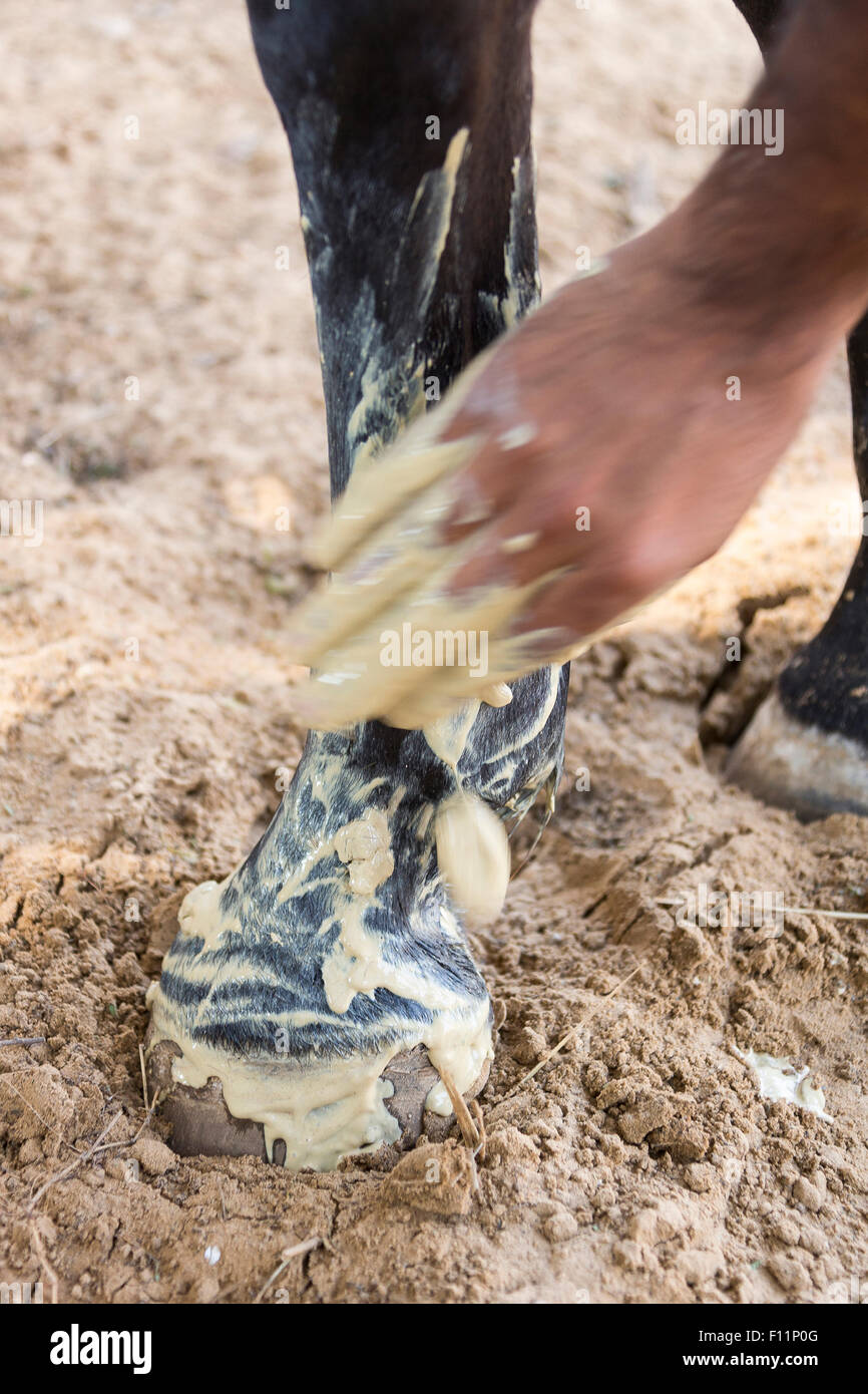 Domestic Horse Hoof and leg being treated medicinal clay India Stock Photo