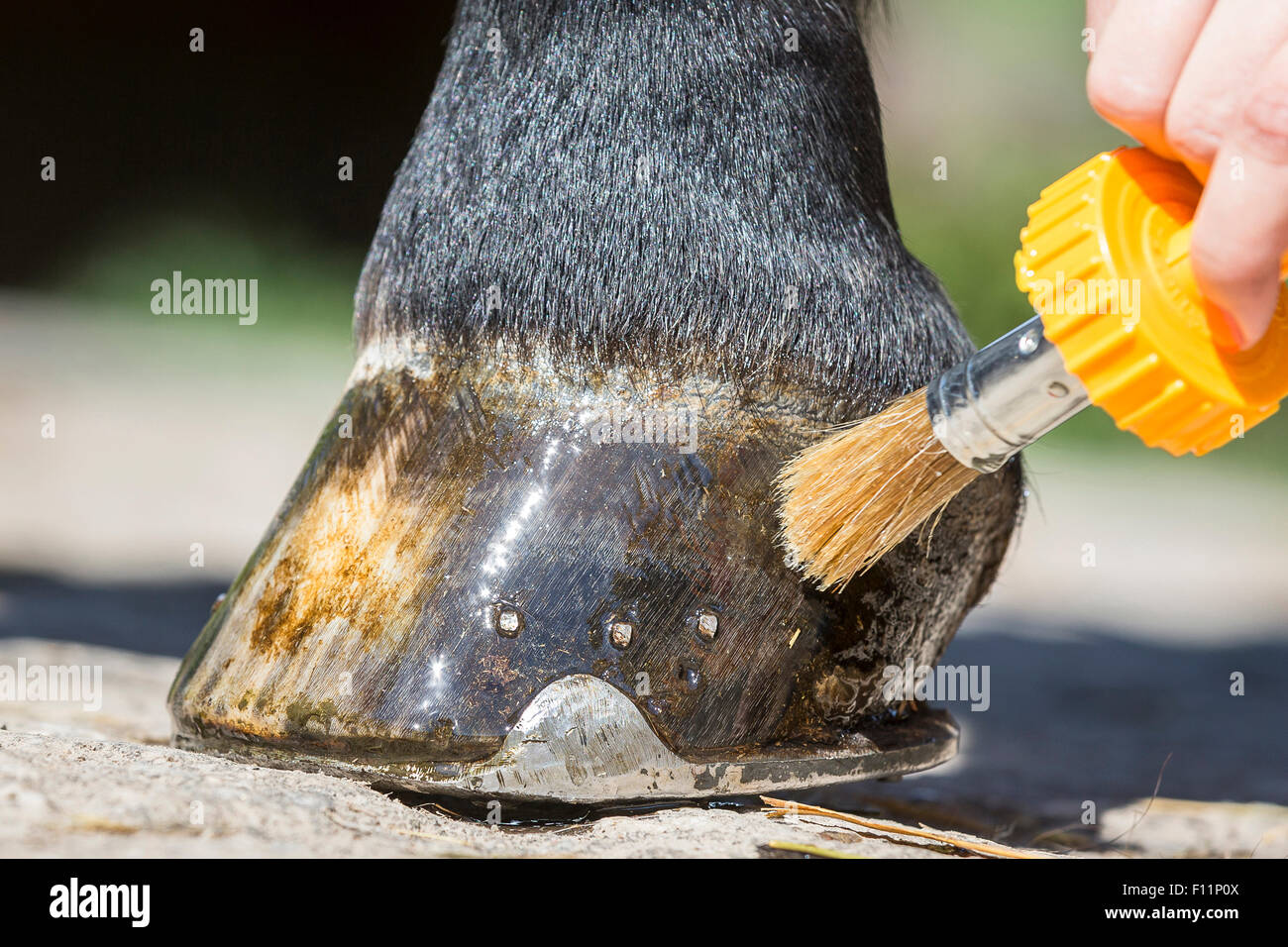 Domestic horse Hoof oil being applied to hoof Stock Photo Alamy