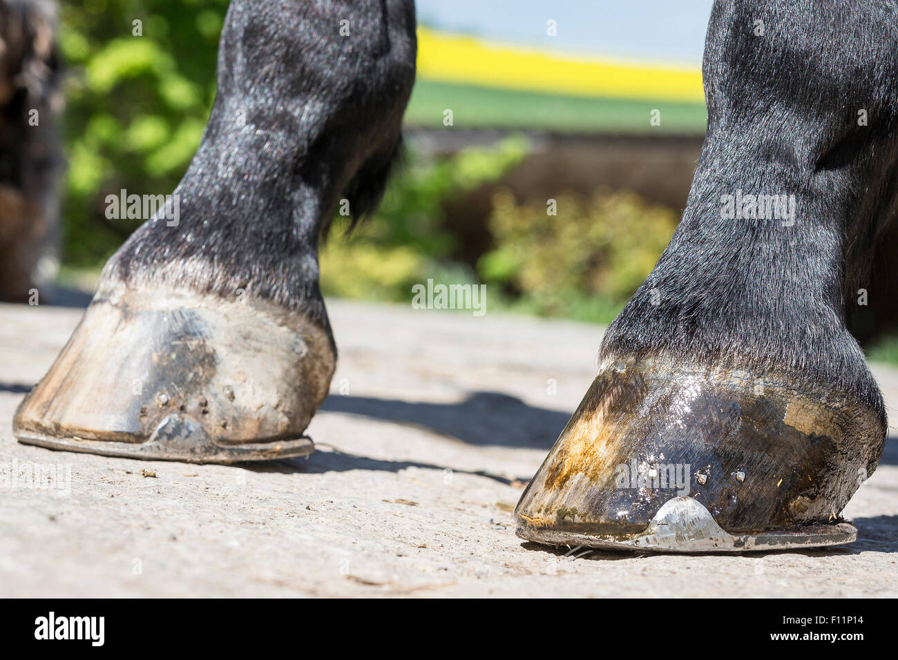 Horse Hoof Hi Res Stock Photography And Images Alamy
