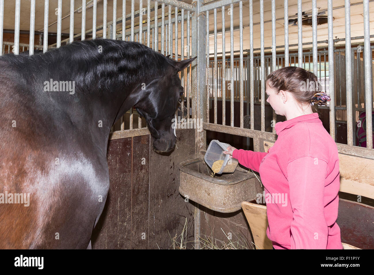 Warmblood horse being fed energygiving food Stock Photo Alamy