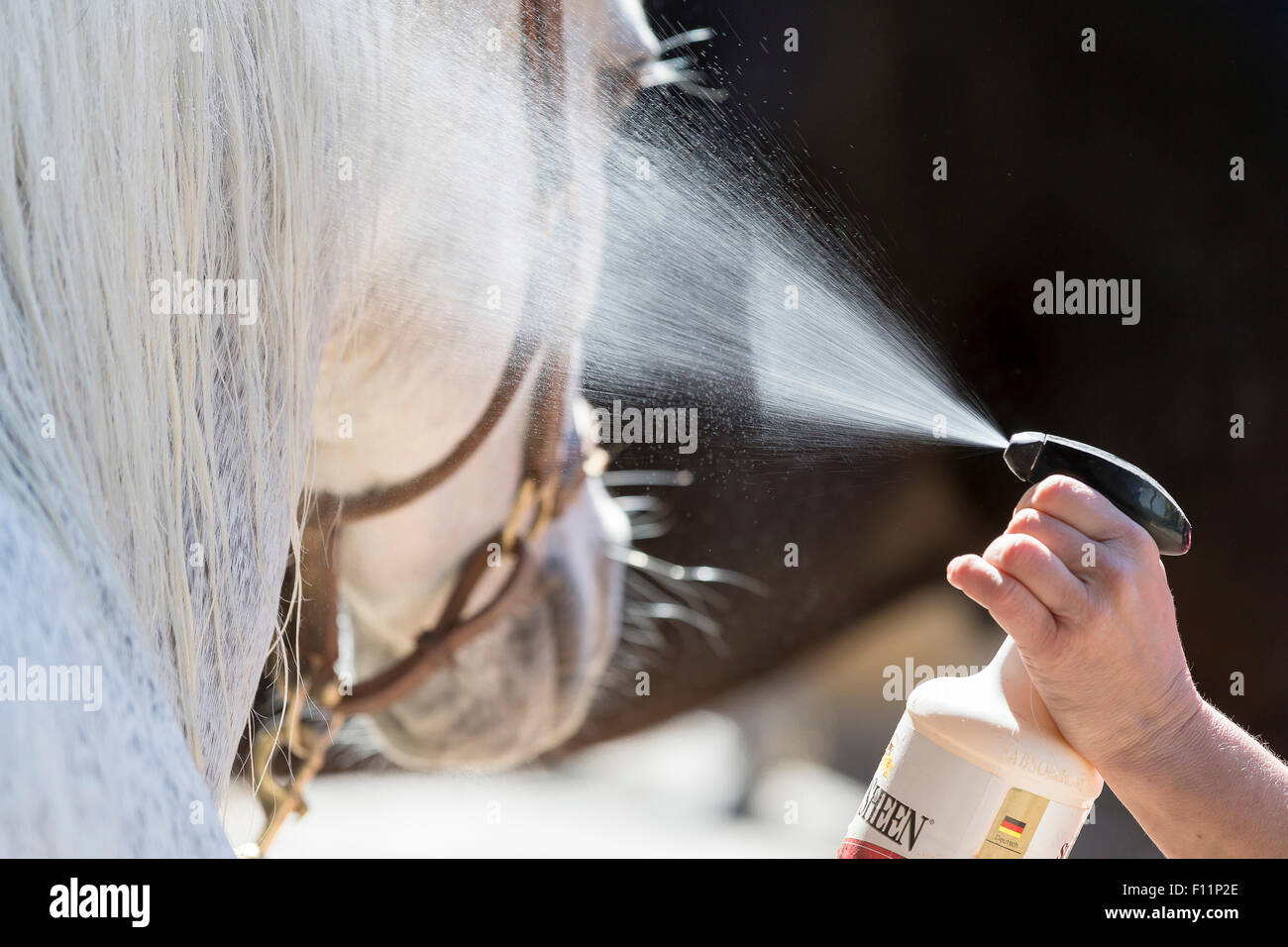Domestic horse Damping down the mane mane conditioner Stock Photo