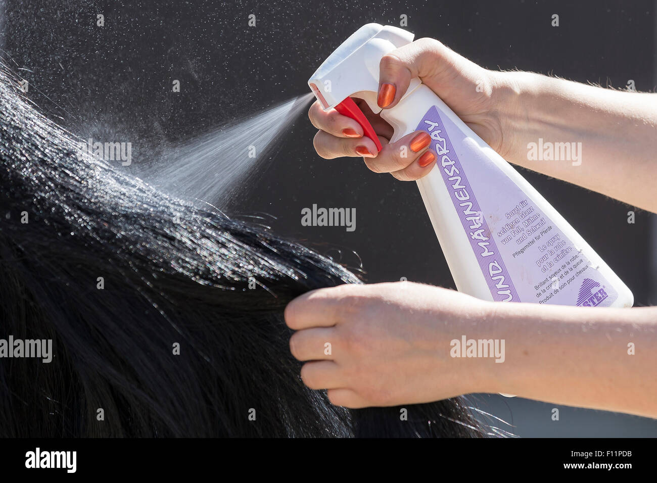 Domestic horse Damping down the tail mane conditioner Stock Photo