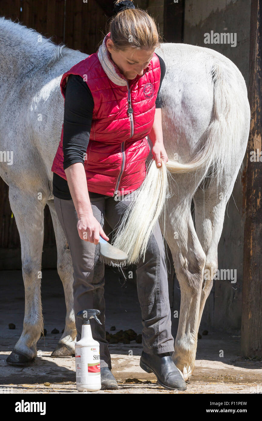 Brushing horse hires stock photography and images Alamy