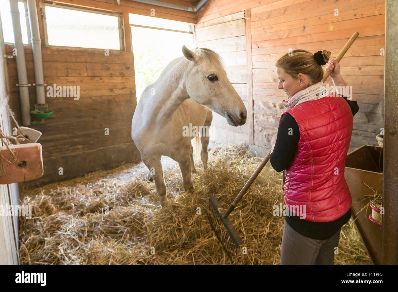 Domestic horse New straw is good bedding for horse Stock Photo Alamy