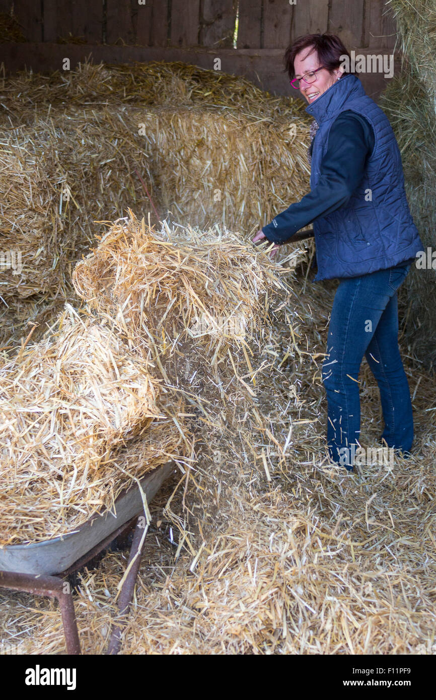 Domestic horse New straw is good bedding for horse Stock Photo Alamy