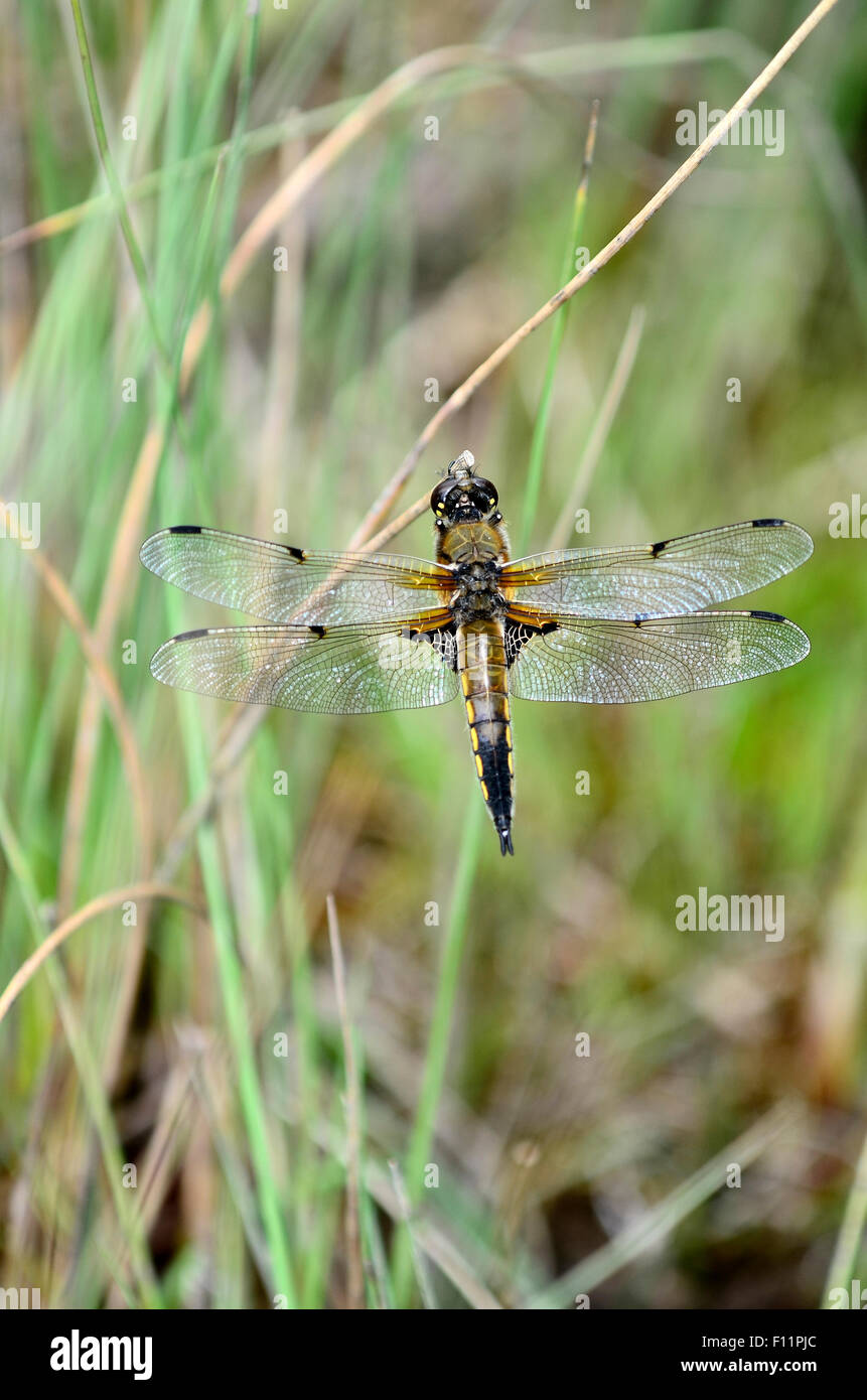 A four-spotted chaser amongst the reeds UK Stock Photo