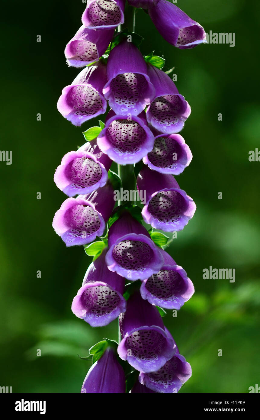 A foxglove flower with its tubes lit up UK Stock Photo