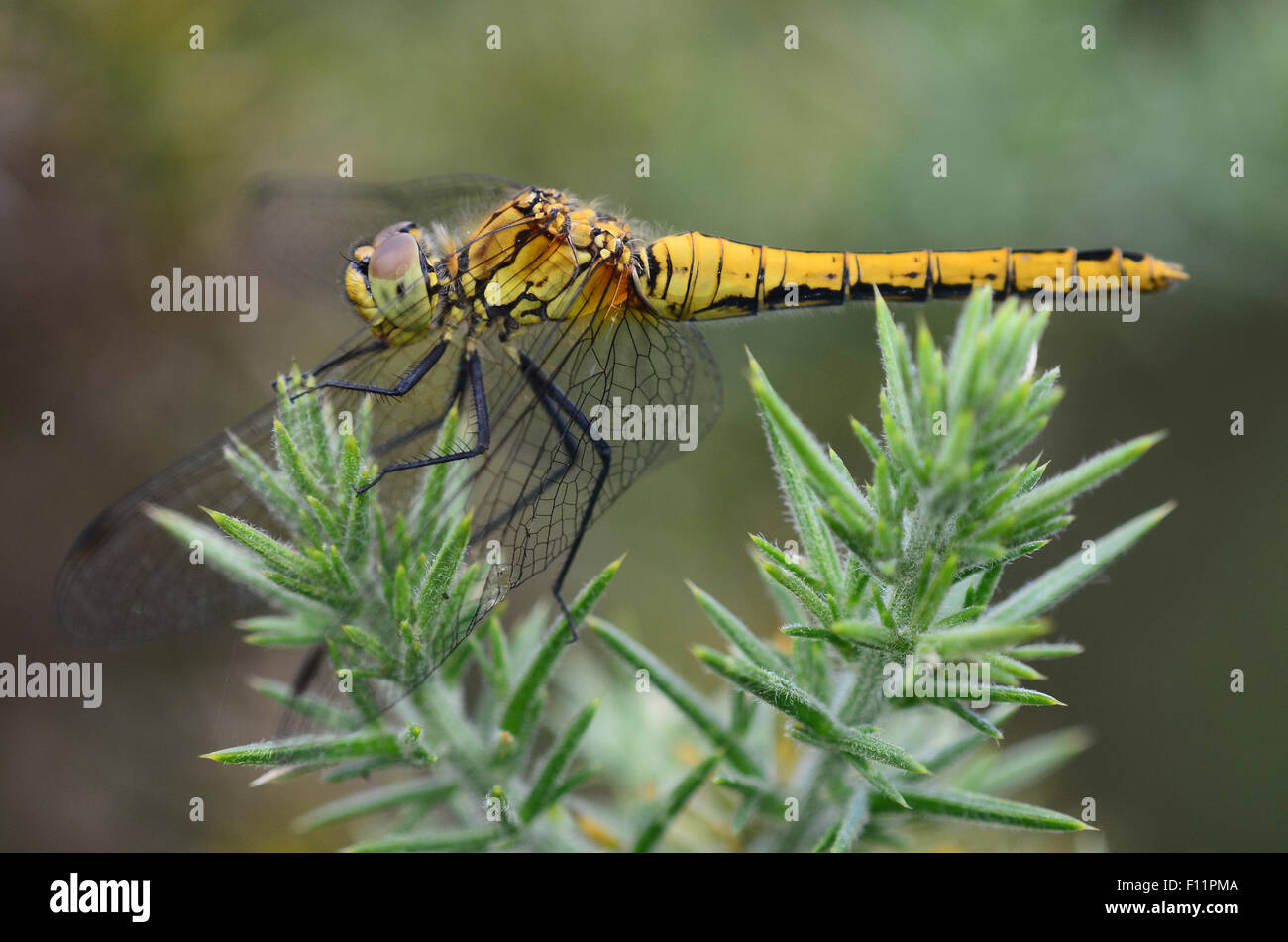 Female Keeled Skimmer Dragonfly At Rest On Common Gorse Dorset UK Female Keeled Skimmer Dragonfly At Rest On Common Gorse Dorset UK