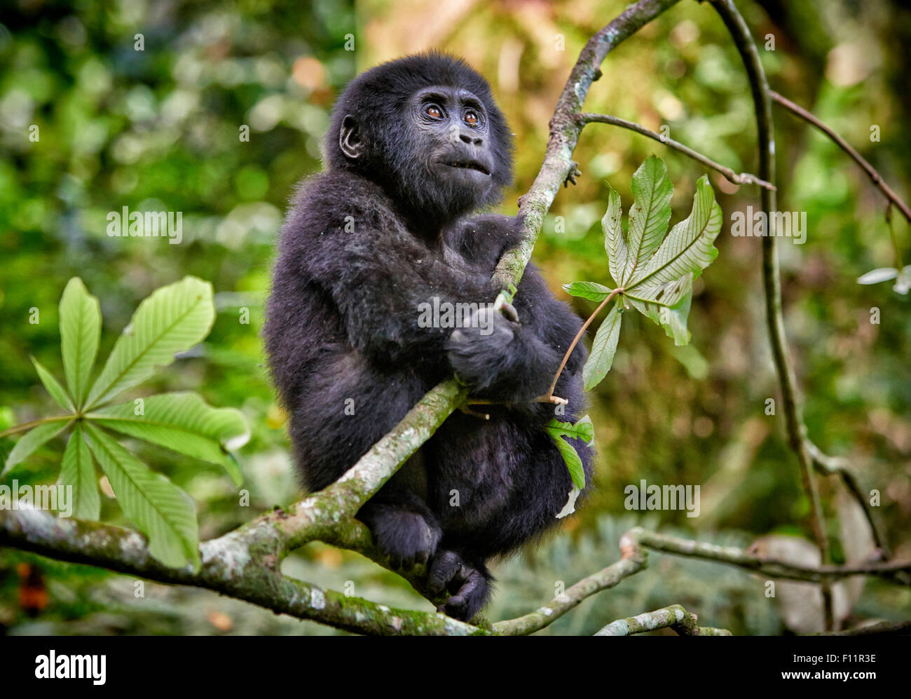 Mountain Gorilla (Gorilla beringei beringei) sitting tree Bwindi Impenetrable National Park, Uganda, Stock Photo
