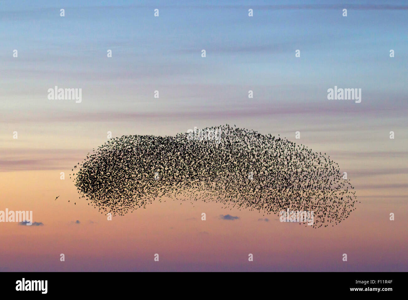 European Starling (Sturnus vulgaris), flock at dusk engaging pre-roost display Stock Photo