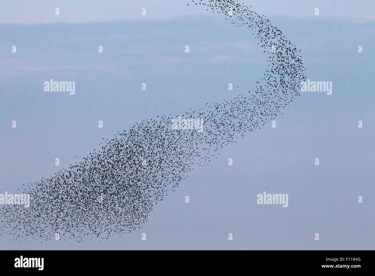 European Starling (Sturnus vulgaris), flock flight Stock Photo