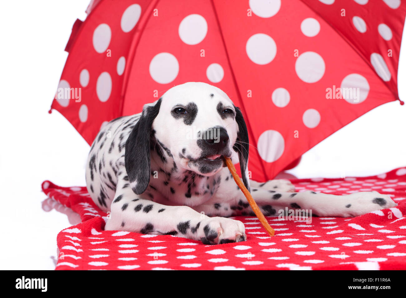 Dalmatian Adult dog lying the shade an red parasol white polka dots, chewing stick Studio picture against white background Stock Photo