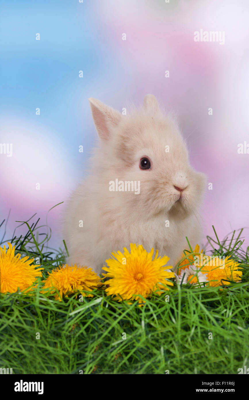 Dwarf Rabbit, Lionhead Rabbit grass Dandelion flowers Stock Photo Alamy