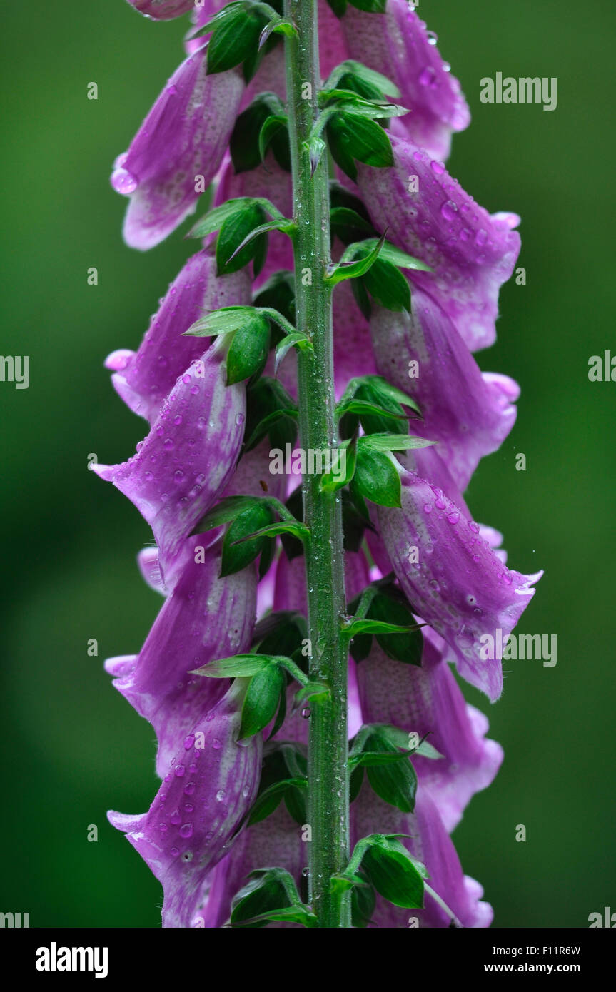 Back view of a foxglove in flower UK Stock Photo