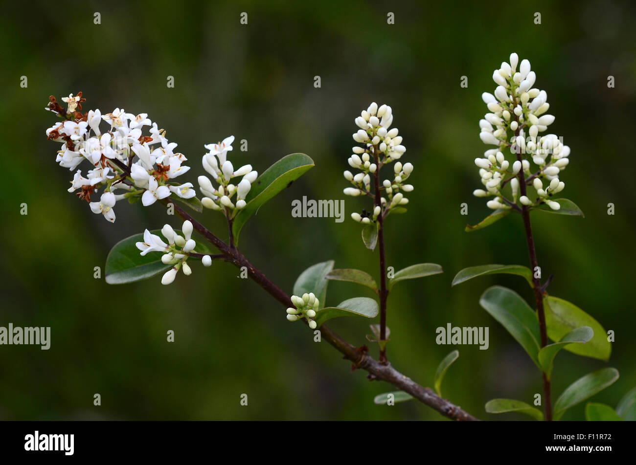 Wild privet blossom UK Stock Photo