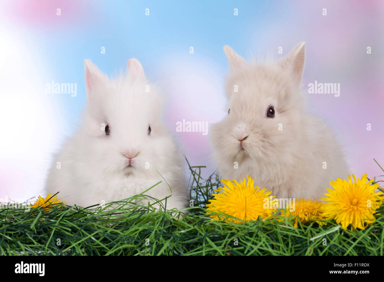Dwarf Rabbit, Lionhead Rabbit Two individuals grass Dandelion flowers Stock Photo