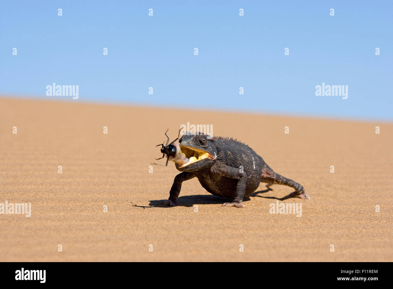 Desert Chameleon, Namaqua Chameleon (Chamaeleo namaquensis) eating beetle Namib desert, Namib-Naukluft National Park, Namibia Stock Photo