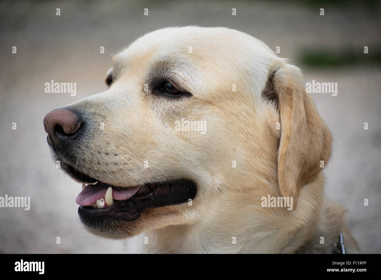 Beautiful labrador portrait. Stock Photo