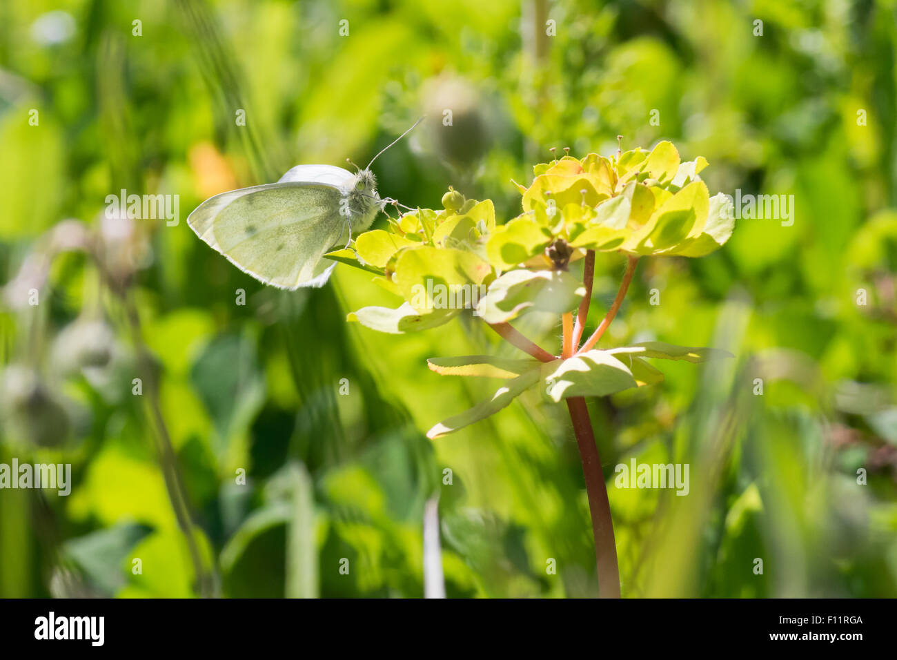 Pieris Rapae butterfly on a flower. Stock Photo