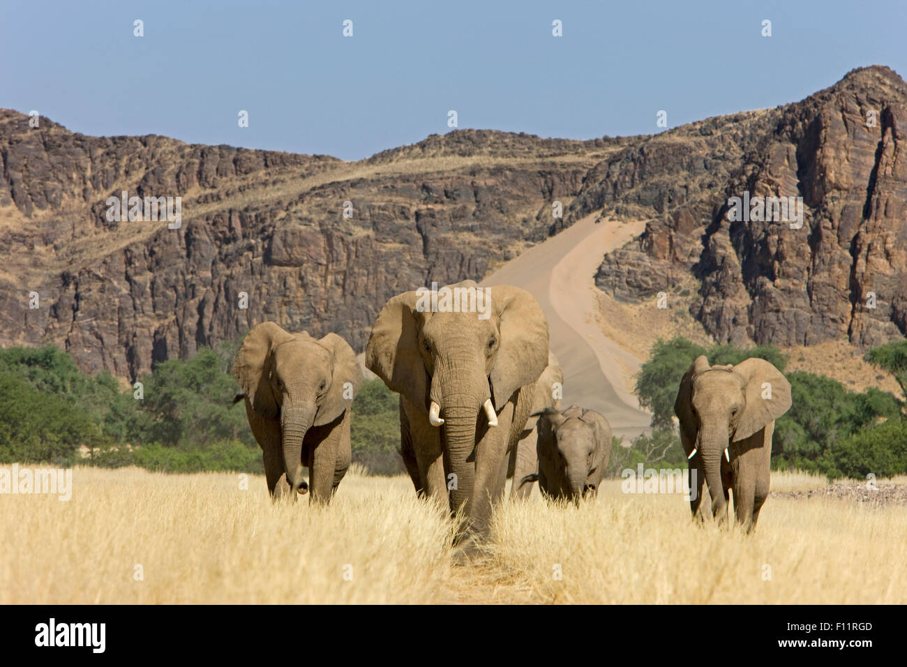 African Elephant, Desert Elephant (Loxodonta africana africana) Family
