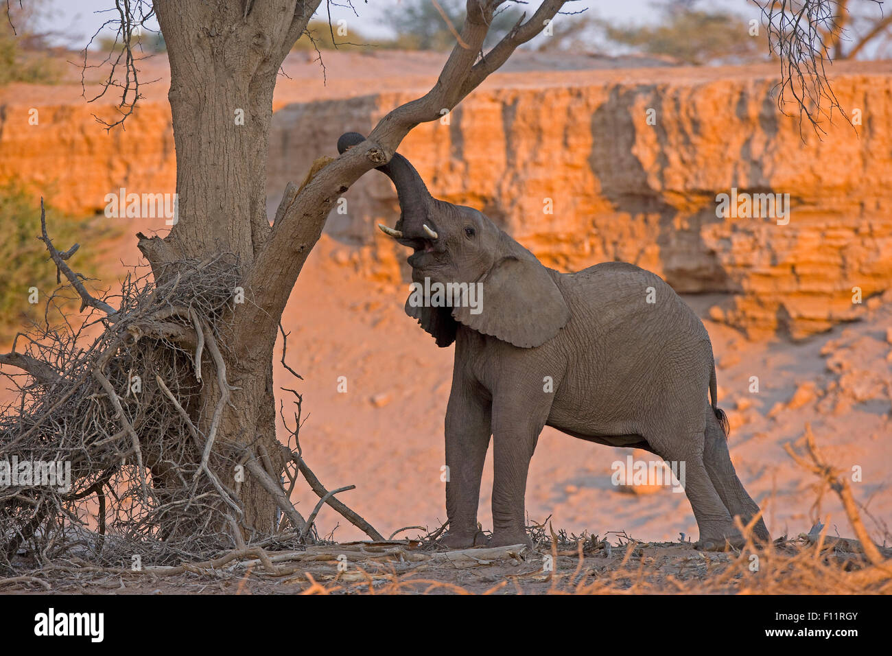 Elephant eating tree bark hires stock photography and images Alamy