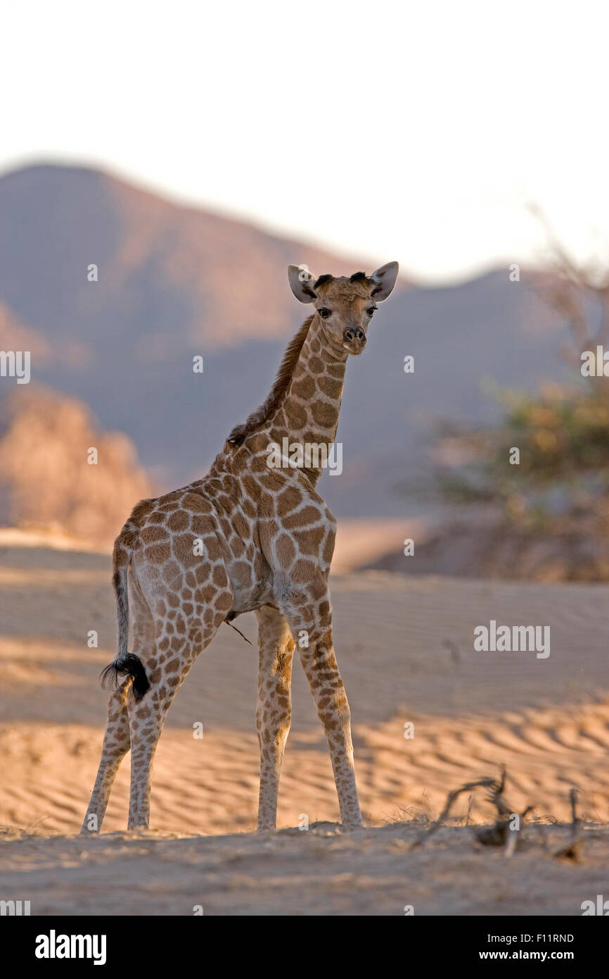 Angolan Giraffe, Namibian Giraffe (Giraffa camelopardalis angolensis) Young standing the desert Namib-Skeleton Coast National Pa Stock Photo
