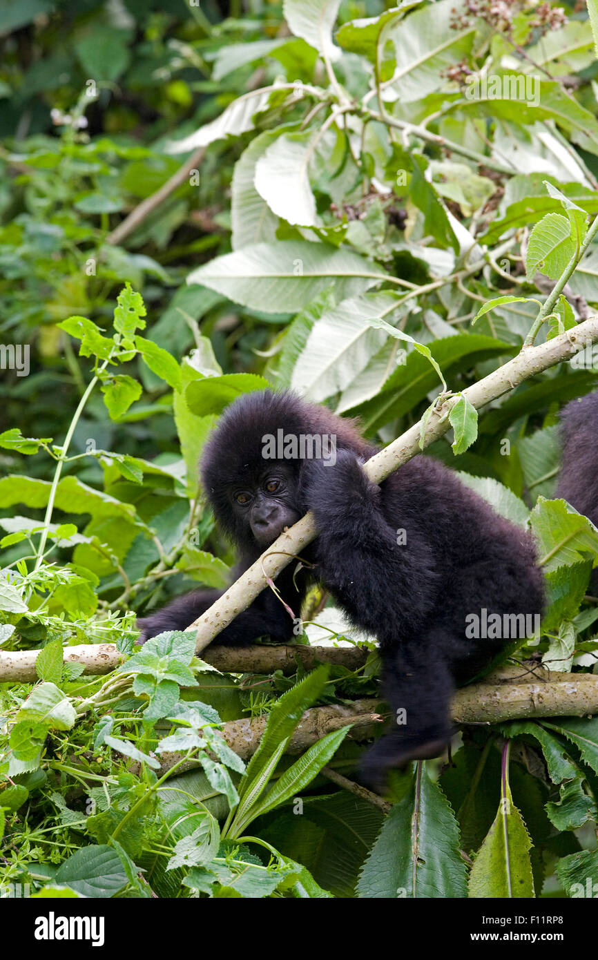 Mountain Gorilla (Gorilla beringei beringei) Infant playing branch Volcanoes National Park, Rwanda Stock Photo
