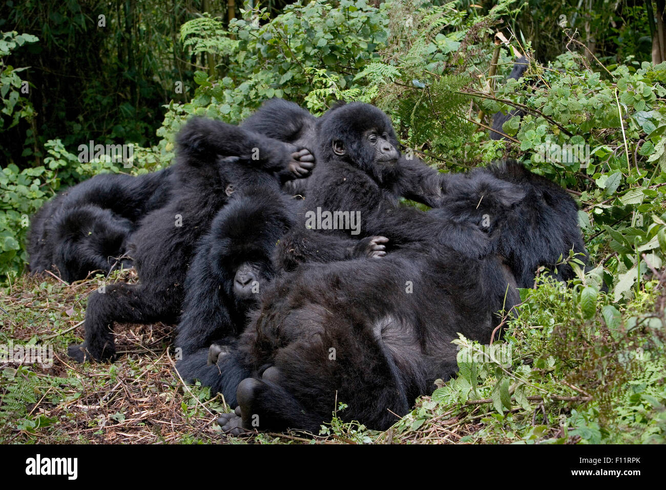 Mountain Gorilla (Gorilla beringei beringei) Two playing infants attacking resting adults Volcanoes National Park, Rwanda Stock Photo
