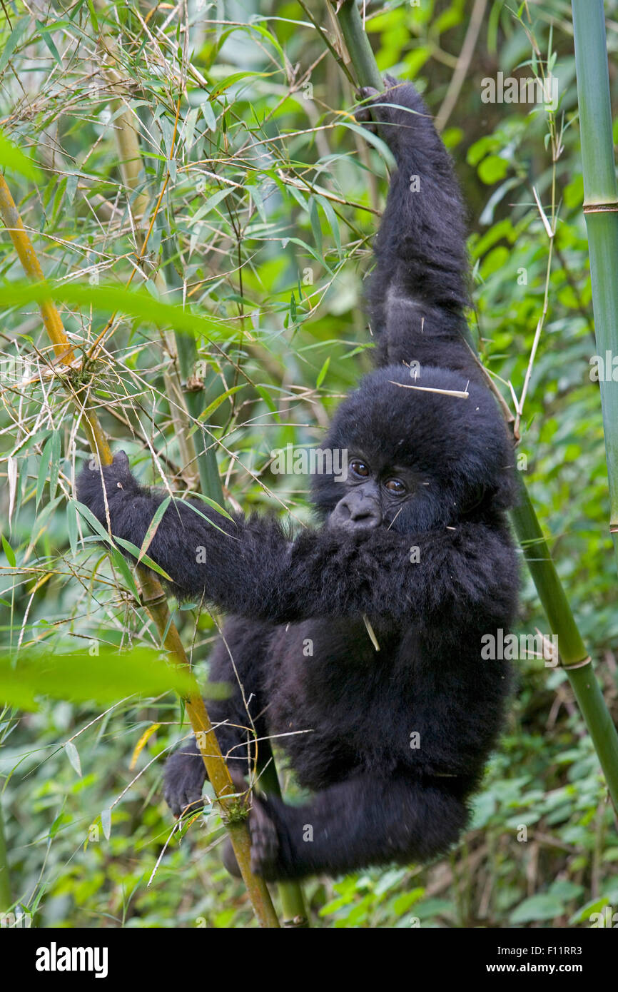 Mountain Gorilla (Gorilla beringei beringei) Juvenile playing bamboo Volcanoes National Park, Rwanda Stock Photo