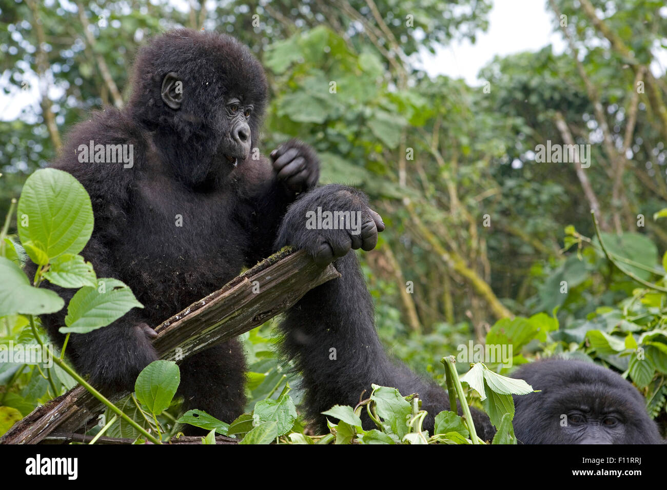 Mountain Gorilla (Gorilla beringei beringei) Juvenile and adult holding log Volcanoes National Park, Rwanda Stock Photo