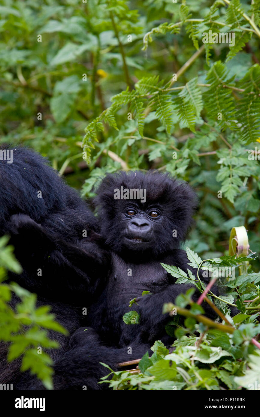 Mountain Gorilla (Gorilla beringei beringei) Mother and infant sitting the ground Volcanoes National Park, Rwanda Stock Photo