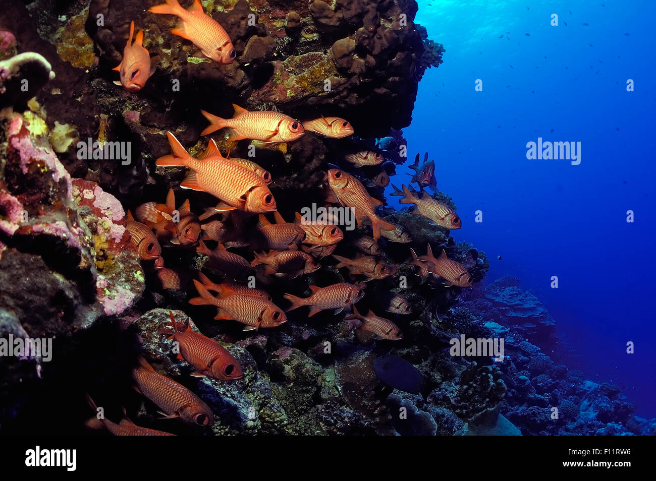 SCHOOL OF SOLDIERFISH SWIMMING FRONT OF CORAL REEF Stock Photo