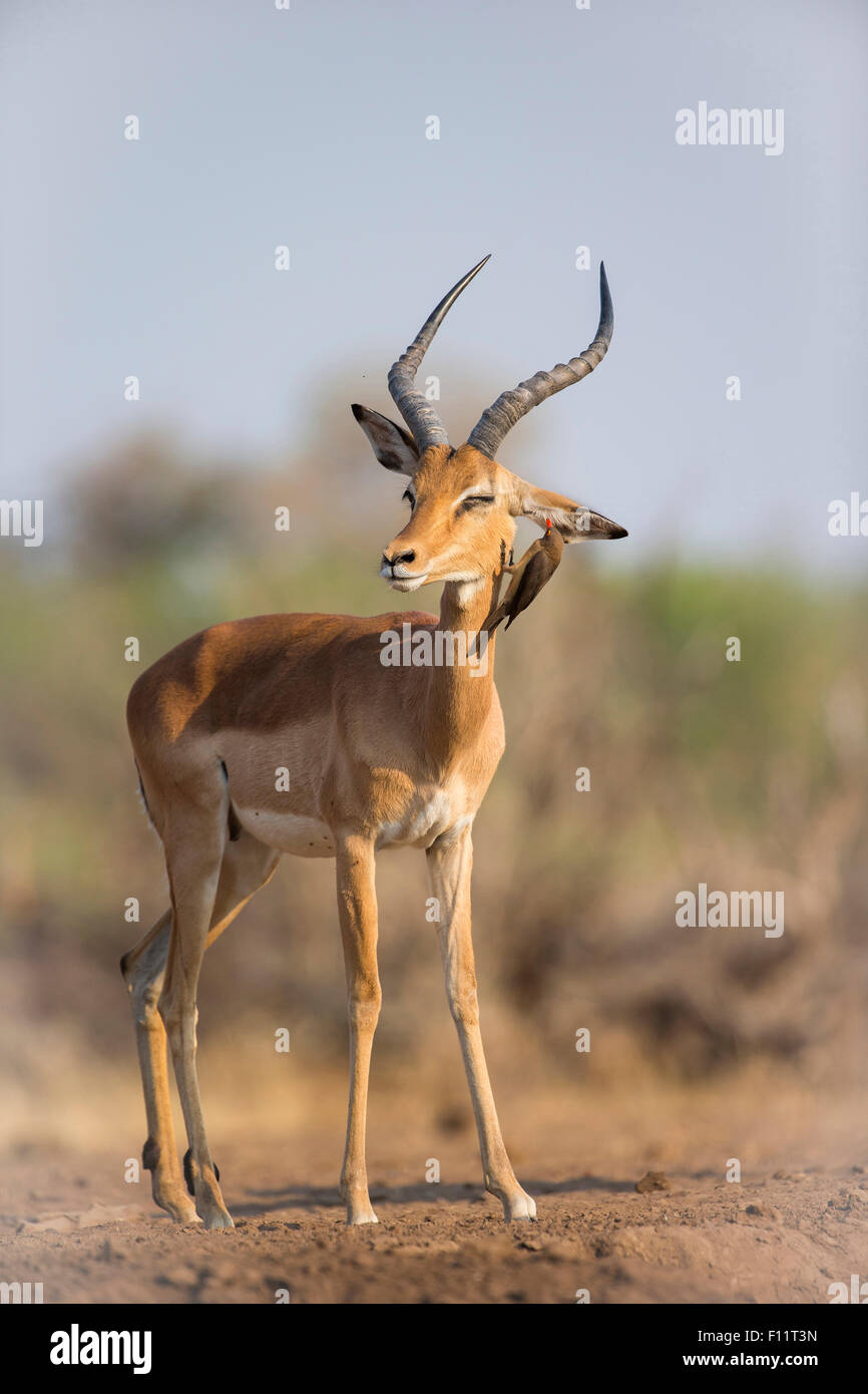 Impala With Red Billed Oxpecker At Ear Hi res Stock Photography And Impala With Red Billed Oxpecker At Ear Hi res Stock Photography And