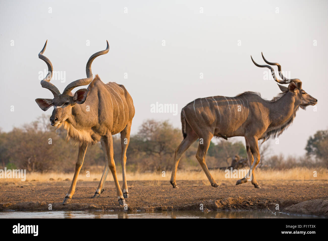 Greater Kudu (Tragelaphus strepsiceros) Two males at waterhole Botswana Stock Photo