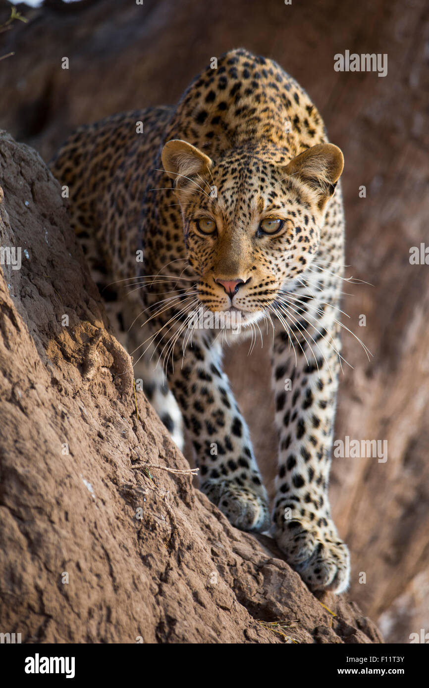 African Leopard (Panthera pardus) Adult standing termite mound Botswana Stock Photo
